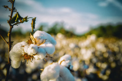 Why shall we choose organic cotton?