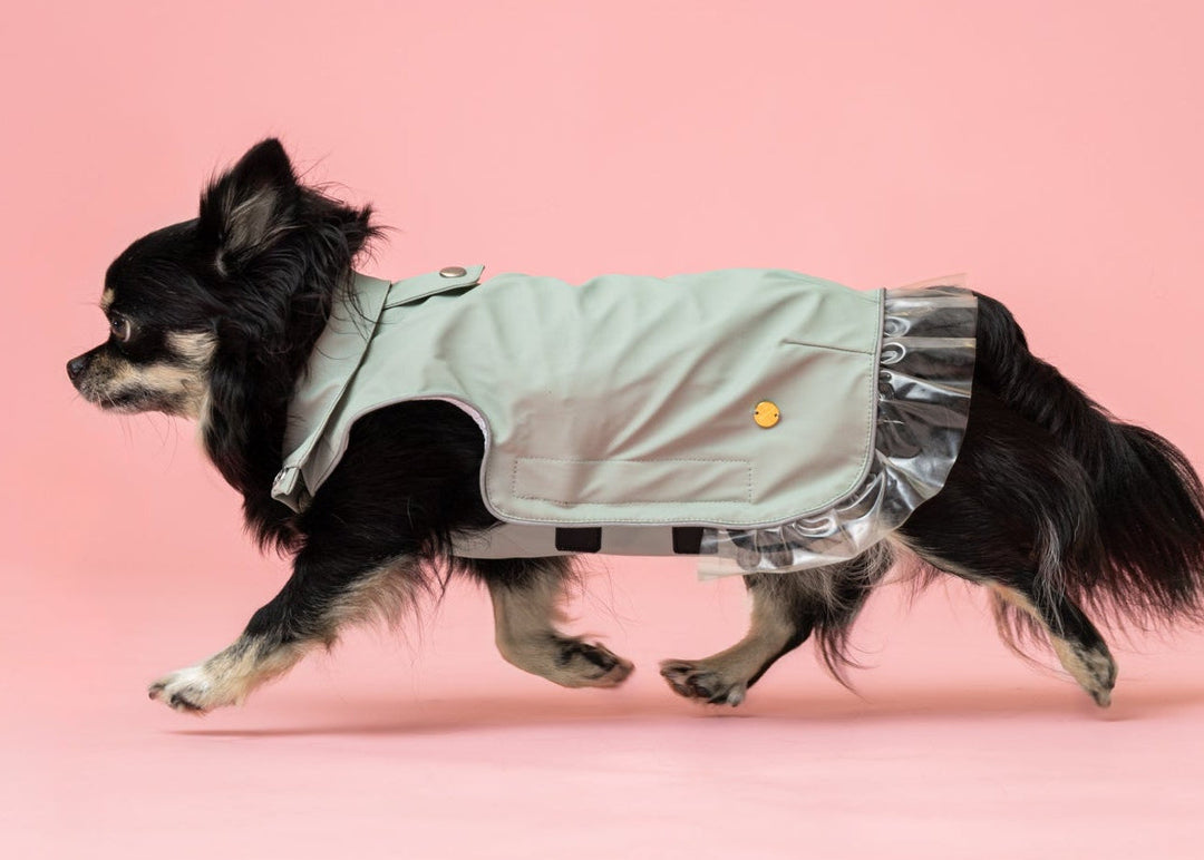 Rain a Little for Dogs Mint