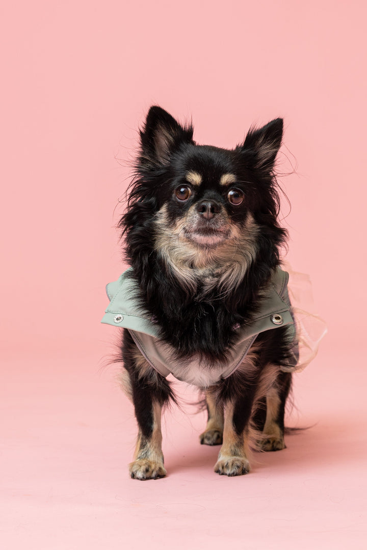 Rain a Little for Dogs Mint