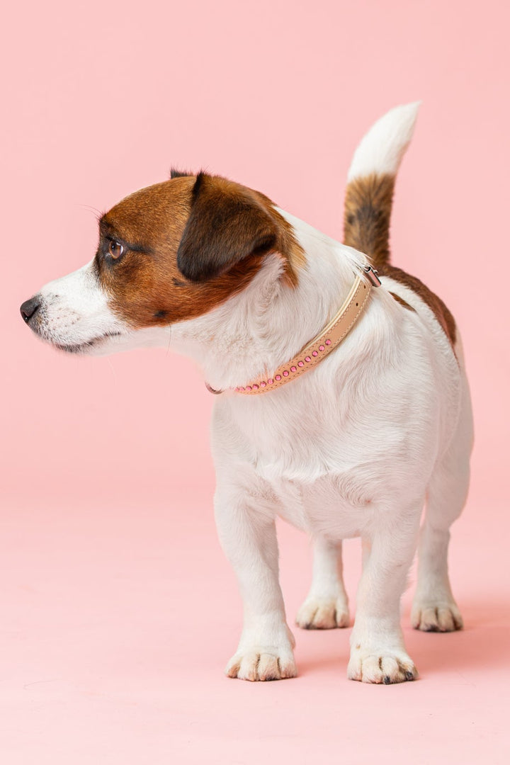 Dolly Blush Pink Collar