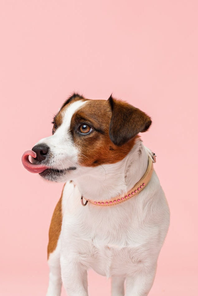 Dolly Blush Pink Collar