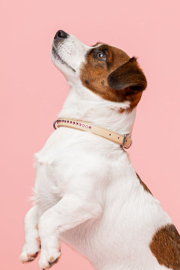 Dolly Blush Pink Collar