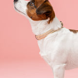 Alba Aurora Borealis Kaulapanta