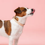 Alba Aurora Borealis Kaulapanta