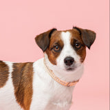 Alba Aurora Borealis Kaulapanta