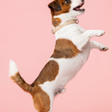 Max Golden Topaz kaulapanta 