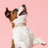 Cooper Ocean Blue Kaulapanta