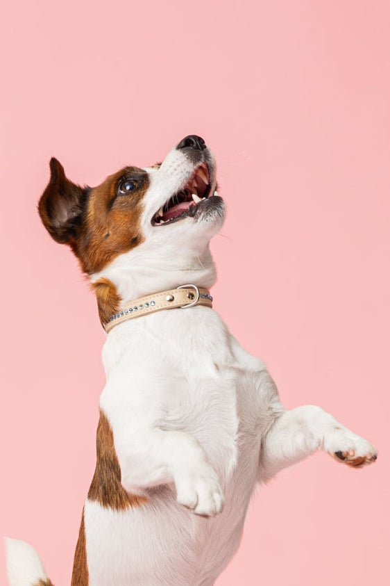 Cooper Ocean Blue Collar