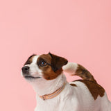 Cooper Ocean Blue Kaulapanta