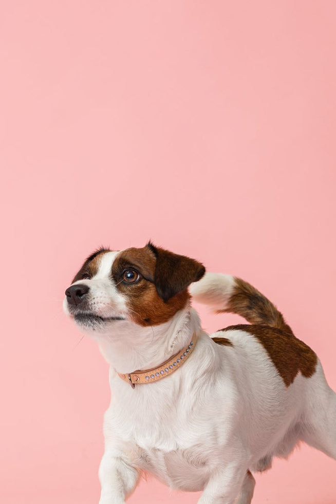 Cooper Ocean Blue Collar