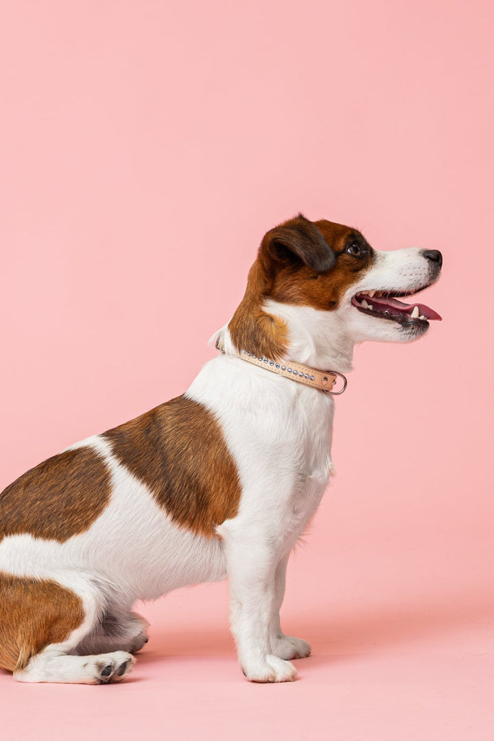 Cooper Ocean Blue Collar