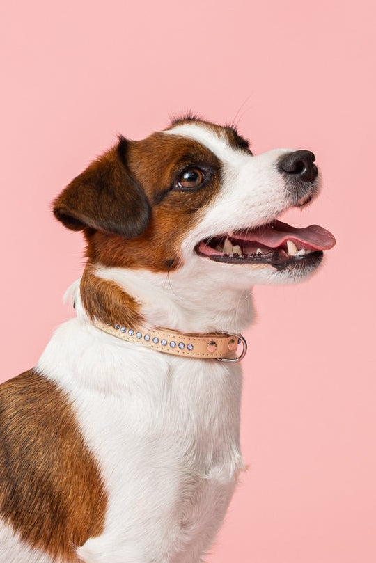 Cooper Ocean Blue Collar