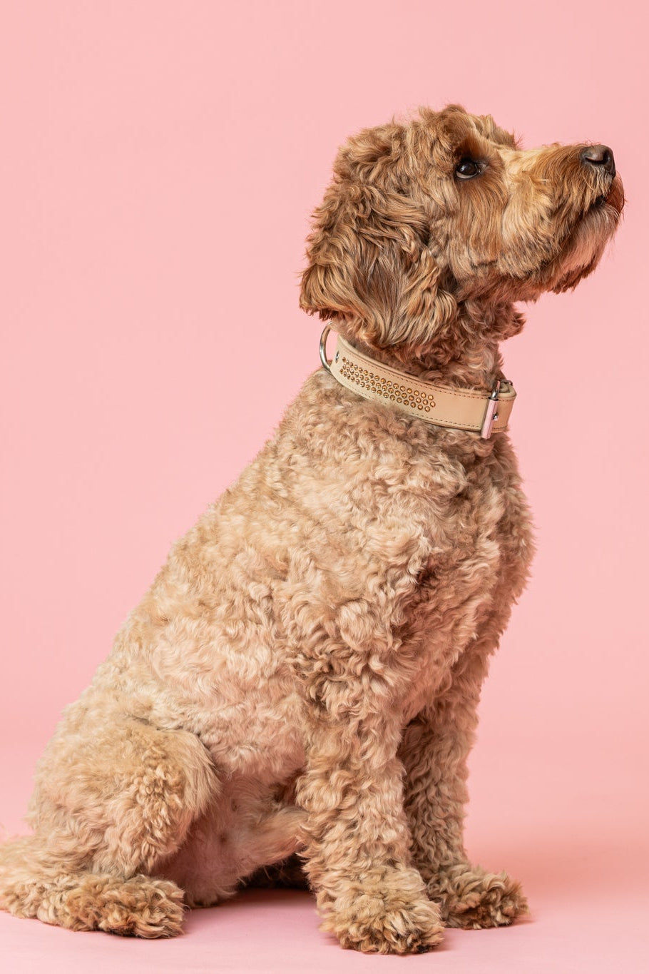 Max Golden Topaz Collar for Bigger Dogs