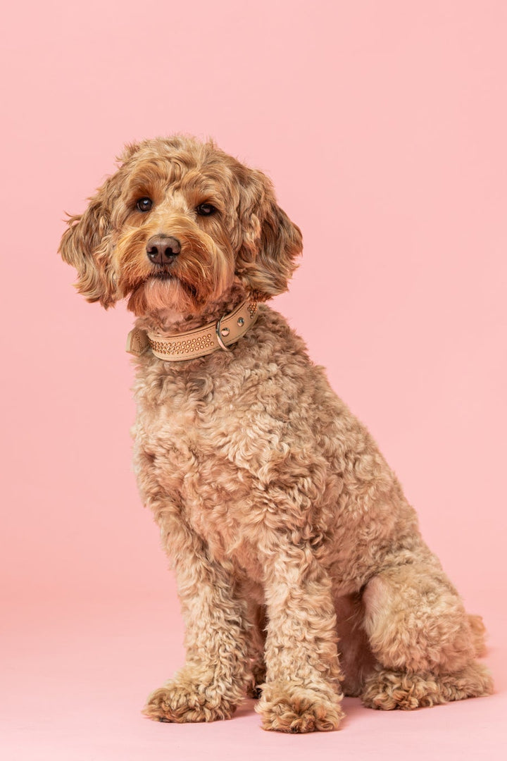 Max Golden Topaz Collar for Bigger Dogs