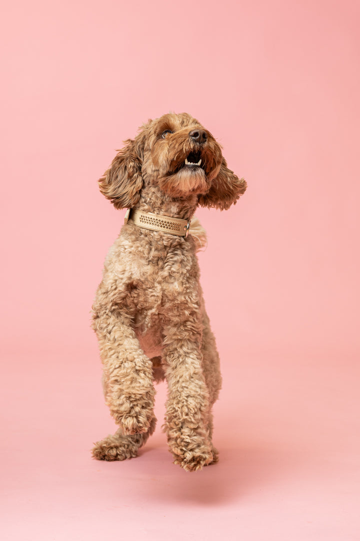 Max Golden Topaz Collar for Bigger Dogs