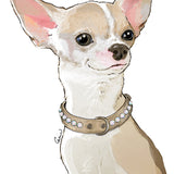 Alba Aurora Borealis Kaulapanta