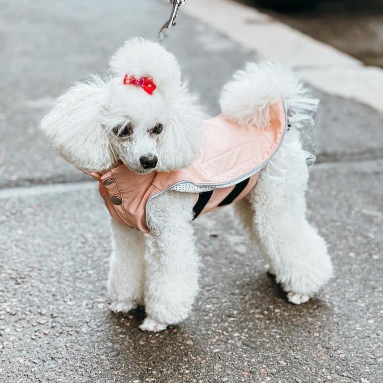 Rain a Little for Dogs